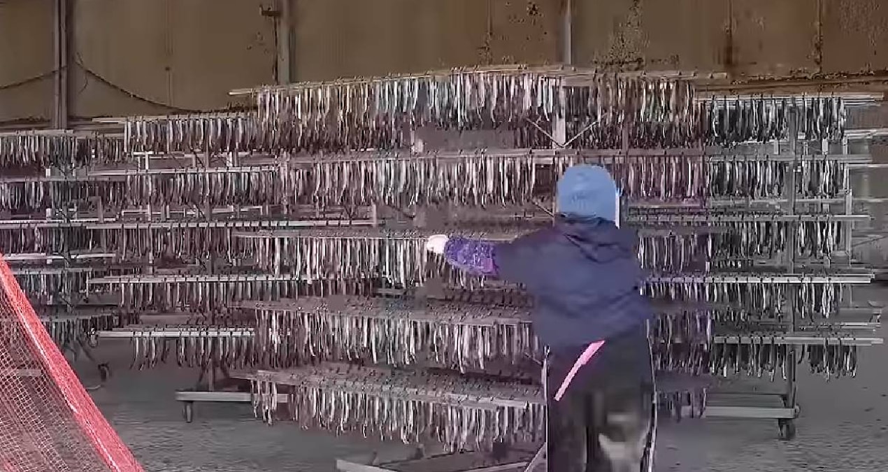 Güney Koreliler pişirmeden yiyor: Tek işçi günde 4 bin adet yapıyor